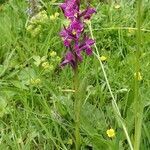 Dactylorhiza majalis habit picture by Pierre LEON (cc-by-sa)