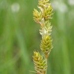 Carex canescens fruit picture by Yoan MARTIN (cc-by-sa)