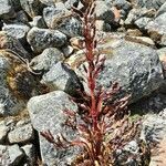 Gentianella weberbaueri habit picture by Gabriel Ollivier (cc-by-sa)