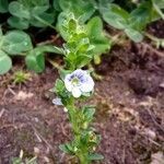 Veronica serpyllifolia flower picture by Marysia Kay (cc-by-sa)