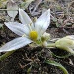 Ornithogalum refractum flower picture by Lars Mannzen (cc-by-sa)