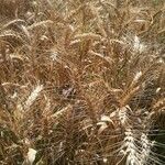 Triticum turgidum habit picture by Terje (cc-by-sa)