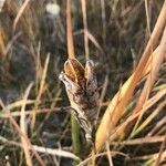 Iris missouriensis fruit picture by Joseph Littlehorn (cc-by-sa)