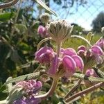 Phlomis purpurea flower picture by fabricekx (cc-by-sa)