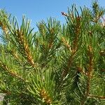 Pinus edulis leaf picture by Kampf Robert (cc-by-sa)