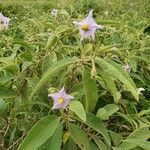 Solanum campylacanthum flower picture by Yves Clara (cc-by-sa)