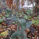 Silene coronaria habit picture by Natalie P (cc-by-sa)