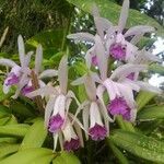 Cattleya intermedia flower picture by Heiselmann Antônio Carlos (cc-by-sa)