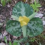 Trillium cuneatum flower picture by Olivia livlove (cc-by-sa)