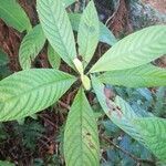 Psychotria faguetii leaf picture by Coordination Endemia (cc-by-sa)