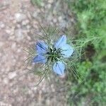 Nigella arvensis flower picture by Alain Montane (cc-by-sa)