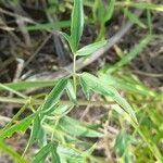 Clematis campestris leaf picture by Trap Hers (cc-by-sa)