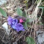 Pulmonaria angustifolia habit picture by Cristian Zanella Cristian Zanella (cc-by-sa)