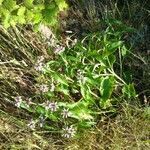 Phlomis herba-venti habit picture by bas yves (cc-by-sa)