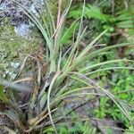 Tillandsia fasciculata leaf picture by Matthew Horrigan (cc-by-sa)