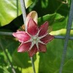 Calotropis gigantea flower picture by Lutz Seibt (cc-by-sa)