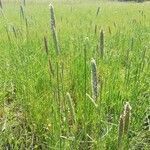 Phalaris coerulescens habit picture by Sergio costantini (cc-by-sa)