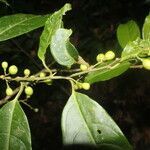 Cestrum microcalyx fruit picture by Nelson Zamora Villalobos (cc-by-nc)