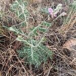 Tephrosia polyphylla habit picture by Leigh Winowiecki (cc-by-sa)