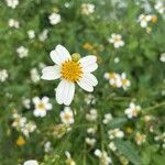 Bidens alba flower picture by Angelica McNerny (cc-by-sa)