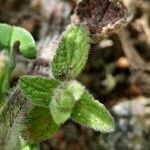 Stachys maritima leaf picture by Tolga COSKUN (cc-by-sa)