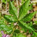 Cardamine pentaphyllos leaf picture by Recher Helmut (cc-by-sa)