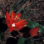 Passiflora coccinea flower picture by Daniel Barthelemy (cc-by-nc)