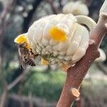 Edgeworthia chrysantha flower picture by Estelle Lefrancois (cc-by-sa)