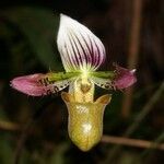 Paphiopedilum acmodontum flower picture by Dolf Andringa (cc-by-sa)