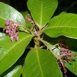 Parathesis glabra flower picture by Nelson Zamora Villalobos (cc-by-nc)