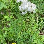 Thalictrum aquilegiifolium habit picture by Jacques Zuber (cc-by-sa)