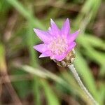 Xeranthemum cylindraceum flower picture by Cornelia Kaya (cc-by-sa)