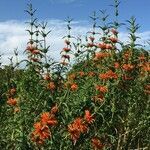 Leonotis leonurus habit picture by Daniel Barthelemy (cc-by-nc)