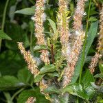 Salix breviserrata fruit picture by Martin Bishop (cc-by-sa)