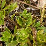 Baccharis tricuneata leaf picture by Fabien Anthelme (cc-by-sa)