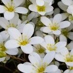 Saxifraga hypnoides flower picture by Andrzej Włodarczyk (cc-by-sa)