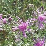 Centaurea stoebe flower picture by Radoslav Marinkovic (cc-by-sa)