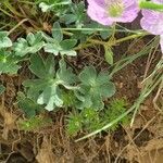 Geranium cinereum habit picture by doune34160 (cc-by-sa)