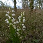 Cephalanthera longifolia habit picture by claire Felloni (cc-by-sa)