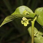 Jatropha stevensii flower picture by Nelson Zamora Villalobos (cc-by-nc)