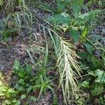 Elymus canadensis leaf picture by Jesse Corriveau (cc-by-sa)