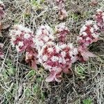 Petasites paradoxus flower picture by Vanti Graziano (cc-by-sa)