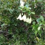 Clematis cirrhosa flower picture by Jane Smith (cc-by-sa)