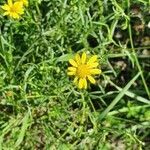 Senecio inaequidens flower picture by Isabelle Demoulin (cc-by-sa)