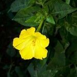 Mirabilis jalapa flower picture by Philippe Menut (cc-by-sa)