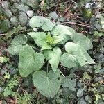 Lunaria annua leaf picture by Gwenaelle Castel (cc-by-sa)