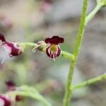 Scrophularia canina flower picture by Antoine 🌱 AFFOUARD (cc-by-sa)