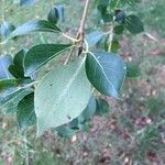 Populus simonii leaf picture by Yannik Hecher (cc-by-sa)