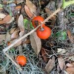 Solanum capsicoides fruit picture by bridget marquez (cc-by-sa)