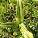 Orchis purpurea leaf picture by Laurence Gourdel (cc-by-sa)